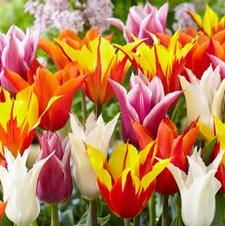 Tulip lily flowering 'Lily Flowering Mixture'