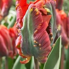 Tulip parrot 'Blumex Favourite'