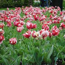 Tulip parrot 'Estella Rynveld'