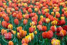 Tulip single early 'Royal Mixture'