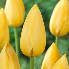 Tulip single late 'Big Smile'