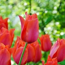 Tulip single late 'Temple of Beauty'