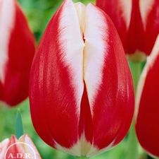 Tulip triumph 'Leen van der Mark'
