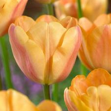 Tulip triumph 'Apricot Fox'