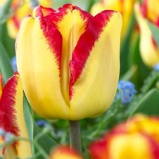 Tulip triumph 'Cape Town'