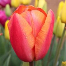 Tulip triumph 'Grand Perfection'