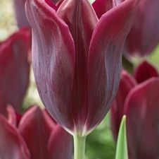 Tulip triumph 'Havran'