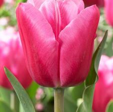 Tulip triumph 'Jumbo Pink'
