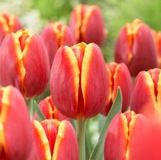 Tulip triumph 'Laura Fygi'