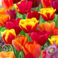 Tulip triumph 'Miami Mixture'