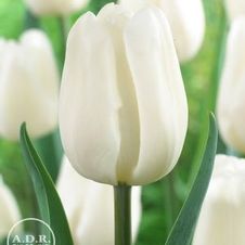 Tulip triumph 'Pim Fortuyn'