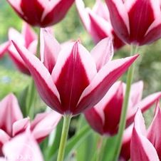 Tulip triumph 'Rajka'