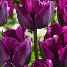 Tulip triumph 'Saigon'