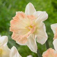 Daffodil trumpet 'British Gamble'