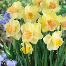 Daffodil trumpet 'Lorikeet'