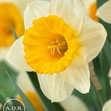 Daffodil large cupped 'Big Gun'