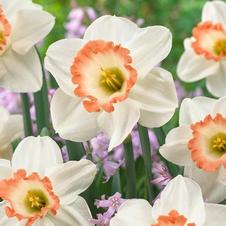 Daffodil large cupped 'Pink Charm'