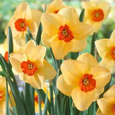 Daffodil small-cupped 'Altruist'