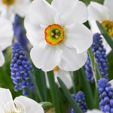 Daffodil small-cupped 'Angel Eyes'