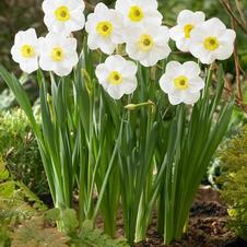 Daffodil small-cupped 'James Town'