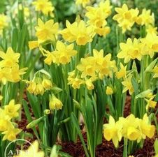 Daffodil long lasting 'Keukenhof Mixture'