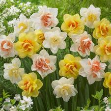 Daffodil double 'Double Dutch Mixture'