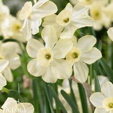 Daffodil bunch flowering 'Bahama Beach'