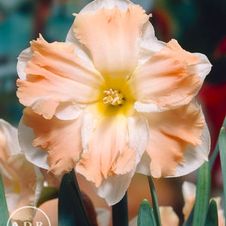 Daffodil butterfly 'Cum Laude'
