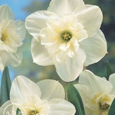 Daffodil butterfly 'Papillon Blanc'