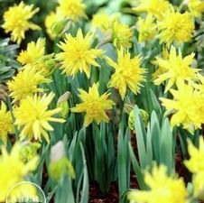 Daffodil miniature 'Rip van Winkle'