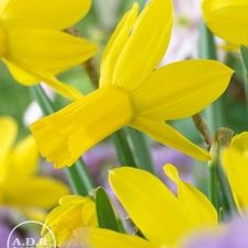 Daffodil miniature 'Rapture'