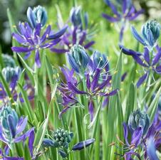 Camassia 'Esculenta (Quamash)'