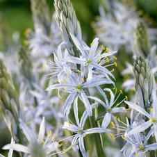Camassia 'Cusickii'