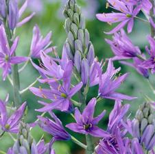 Camassia 'Leichtlinii Caerulea'
