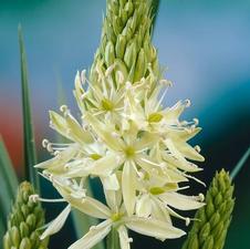 Camassia 'Leichtlinii Alba'