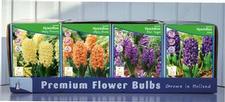 Hyacinth Orientalis Unit 402