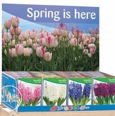 Hyacinth Orientalis Prepared Unit 405