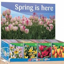 Tulip species Unit 439
