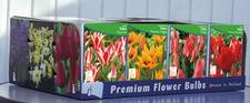 Tulip small bunch flowering Unit 431