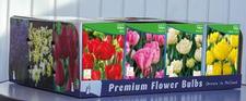 Tulip single early Unit 424