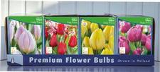 Tulip single early Unit 425