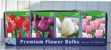 Tulip triumph Unit 421