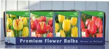 Tulip triumph Unit 422