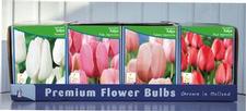 Tulip darwin hybrid Unit 420