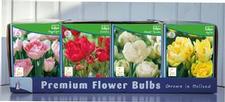 Tulip single late Unit 413
