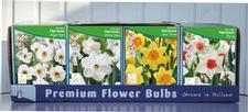 Daffodil small-cupped Unit 446