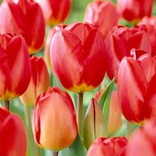 Tulip darwin hybrid 'Oxford'