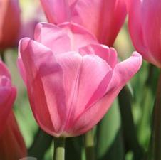 Tulip triumph 'Mistress'