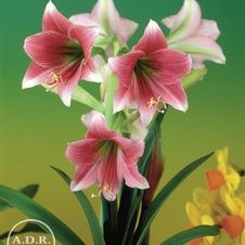 Amaryllis Dutch 'Misty'
