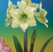 Amaryllis Dutch 'Fantasy'